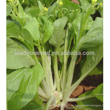 PK23 Las semillas de pakchoi shum no.3 blancas, diferentes tipos de semillas de pakchoi en venta